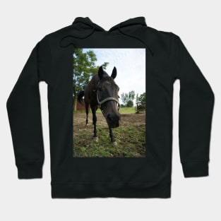 stallion Hoodie